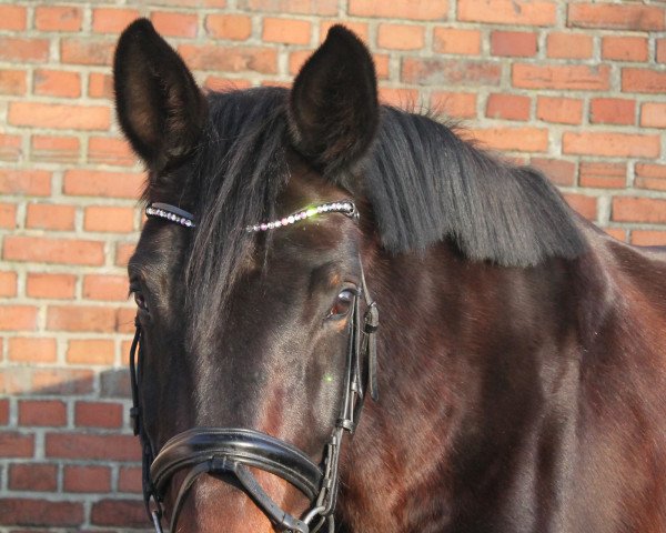 horse Dark Chocolate (German Warmblood, 2014, from FS Duncan McCloud)
