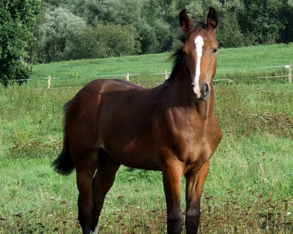 broodmare Cataleya (Hanoverian, 2019, from Casallco)