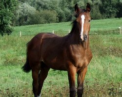 broodmare Cataleya (Hanoverian, 2019, from Casallco)