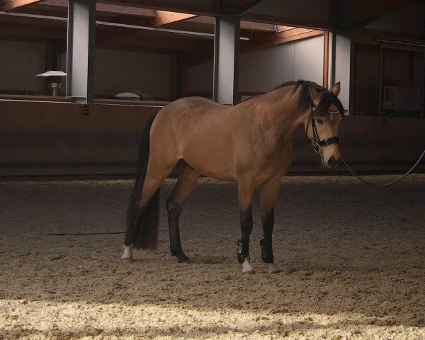 horse Moonwalker 3 (German Riding Pony, 2016, from Movie Star)