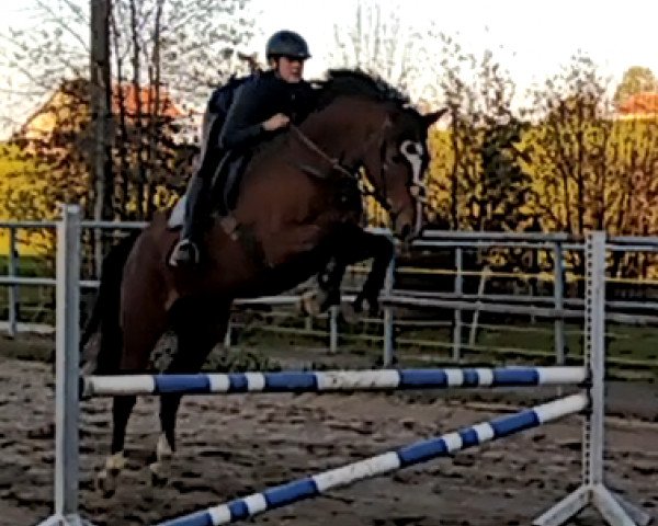 Springpferd Domina 226 (Deutsches Sportpferd, 2014, von Numero Uno)
