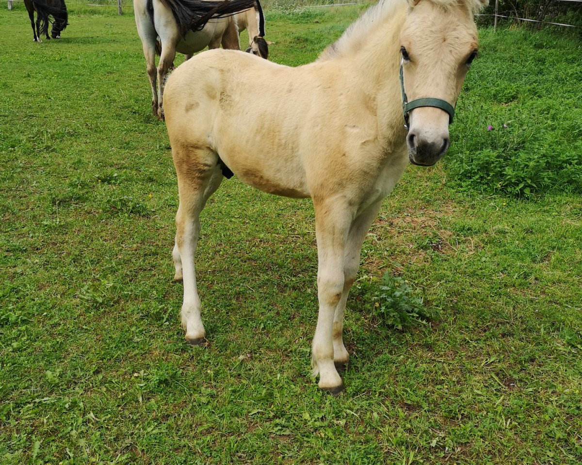stallion Snorre (Fjord Horse, 2019, from Stedje)