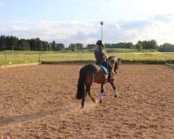 dressage horse Stitch 8 (Pony without race description, 2010, from Sydney)