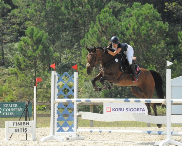jumper Carlson 102 (Holsteiner, 2008, from Cardino)