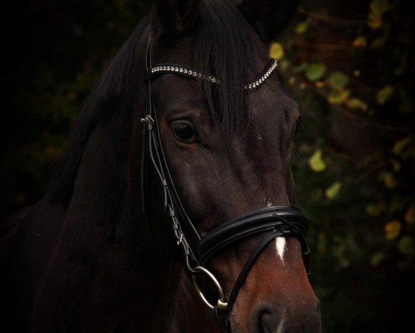jumper Curt 31 (Westphalian, 2012, from Con Chello)