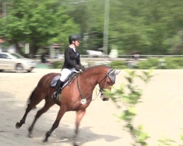 Reitturnier Bochum-Nord 2016
