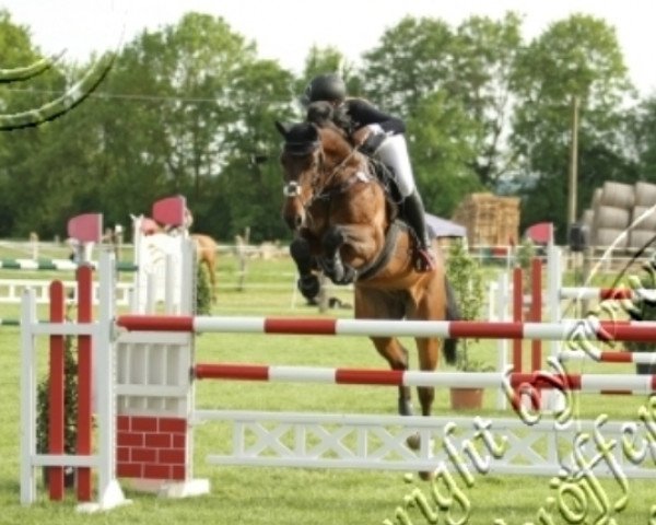 jumper Chocolat 25 (Oldenburg show jumper, 2004, from Cafe au lait 2)