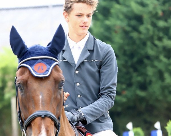 jumper Stakkochacco (Oldenburg show jumper, 2008, from Stakkatol)