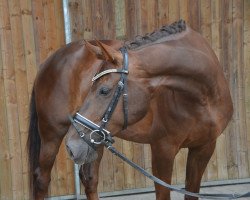 dressage horse Barones 8 (Westphalian, 2014, from Bretton Woods)
