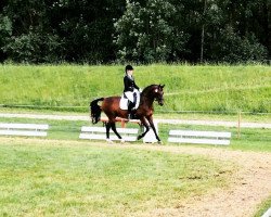 dressage horse Lolita 180 (unknown, 2000)