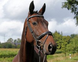 Springpferd Gräfin Diarada W (Oldenburger Springpferd, 2015, von Diarado)