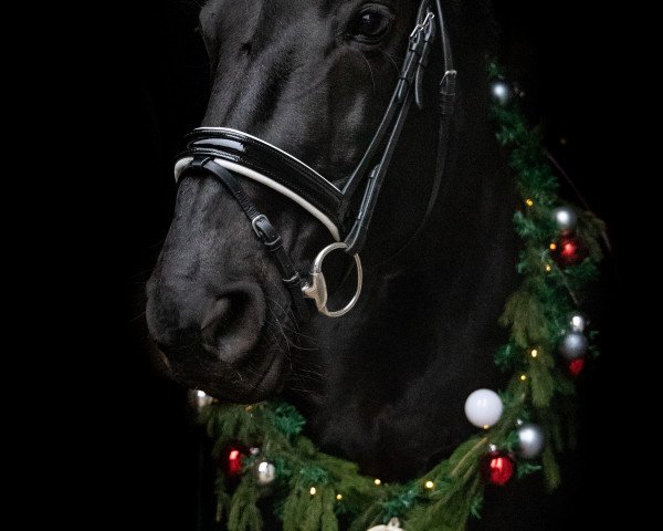 horse Wonda L'unica (Westphalian, 2001, from Weltmeyer)