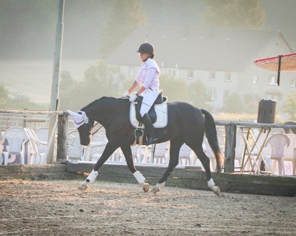 dressage horse Sanchya L (Rhinelander, 2010, from Sarkozy 3)