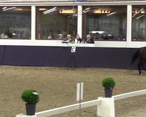Reitturnier Borken 2016