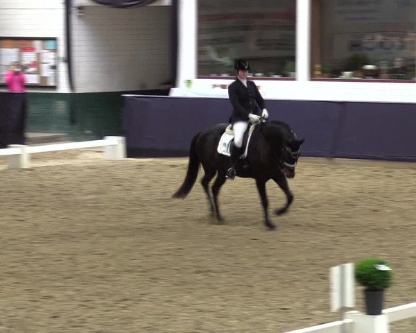 Reitturnier Borken 2016