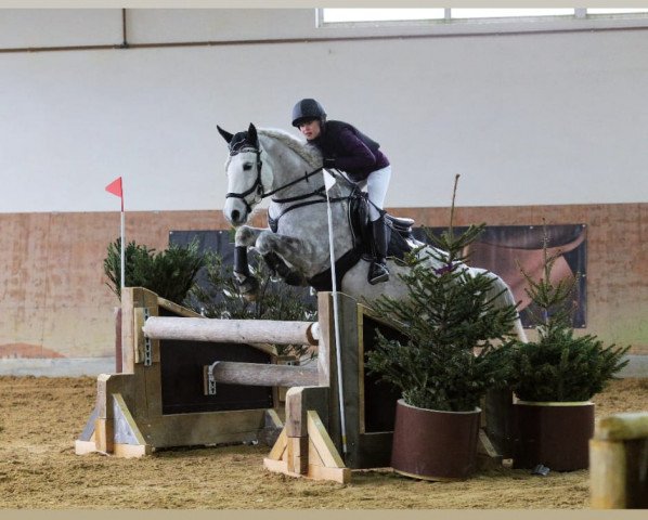 Dressurpferd Bella Odessa (Pony ohne Rassebezeichnung, 2008) Dressurpferd Bella Odessa (Pony ohne Rassebezeichnung, 2008)