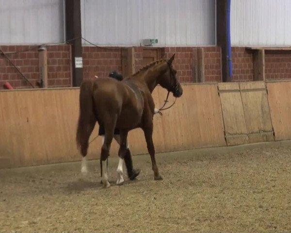 Reitturnier Iserlohn-Kalthof 2016