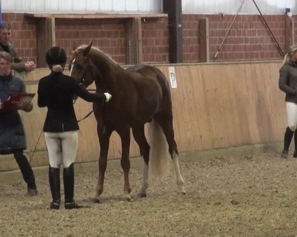 Reitturnier Iserlohn-Kalthof 2016