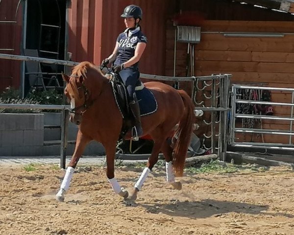 dressage horse Daynara (German Riding Pony, 2015, from Donatelli)