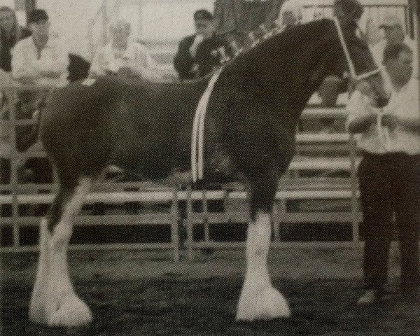 broodmare Maplewood Lorna's Lilly (Clydesdale, 2003, from Cristal's Moses)