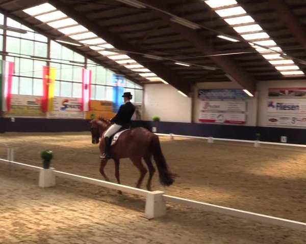 Reitturnier Borken 2016