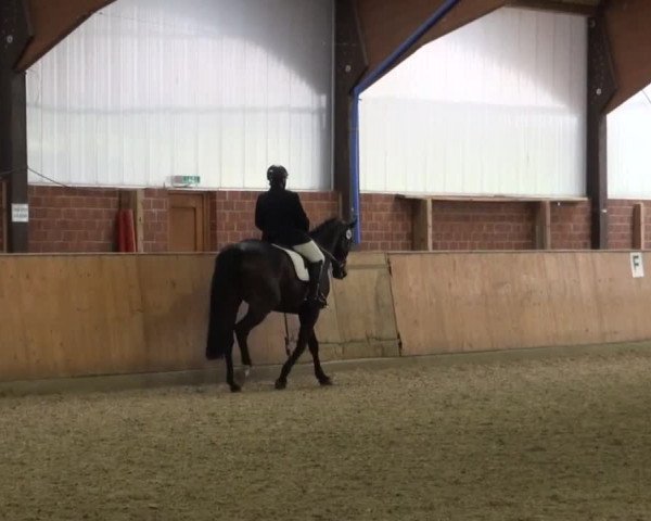 Reitturnier Iserlohn-Kalthof 2016