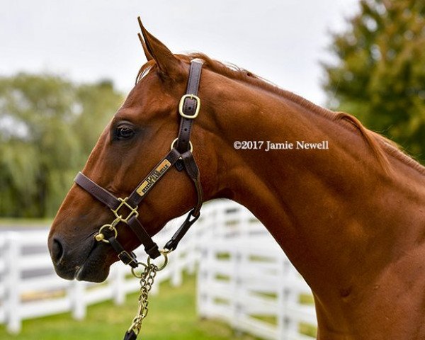 horse Still Dreaming xx (Thoroughbred, 2016, from Flatter xx)
