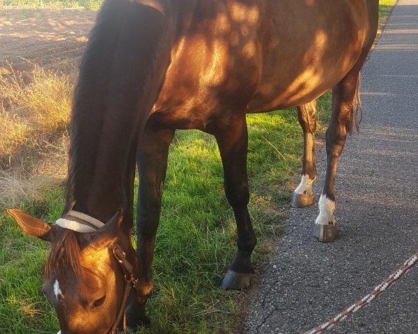 broodmare La Grace (Westphalian, 2005, from Lasino)