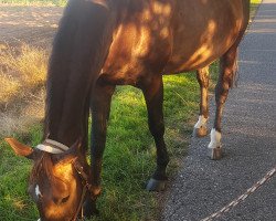 broodmare La Grace (Westphalian, 2005, from Lasino)