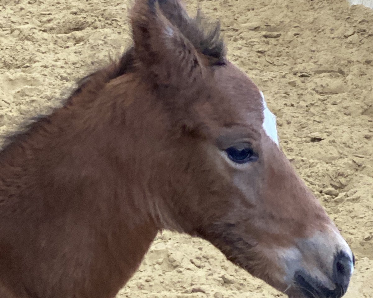 Deckhengst Hengst Don Diabolo NRW/Connection 19 (Deutsches Reitpony, 2020, von Don Diabolo NRW)
