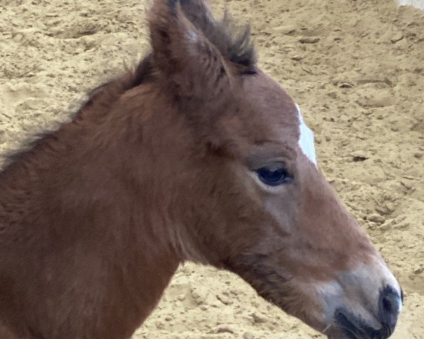 Deckhengst Hengst Don Diabolo NRW/Connection 19 (Deutsches Reitpony, 2020, von Don Diabolo NRW)