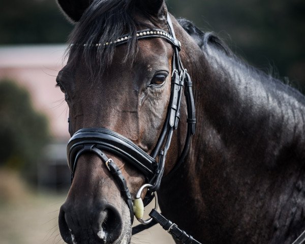 dressage horse Dublin 179 (Westphalian, 2004, from Don Bedo I)