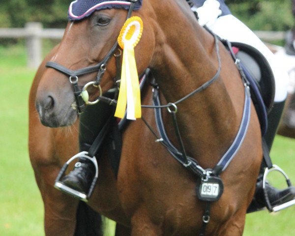 dressage horse Roseville (Westphalian, 2008, from Rockwell)