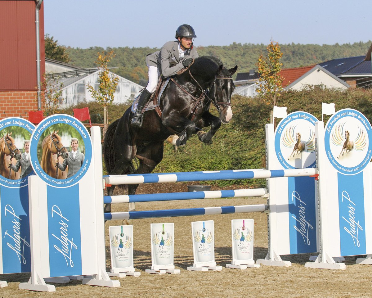 stallion Chubakko (Holsteiner, 2013, from Connor 48)