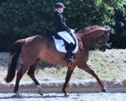 broodmare Ballantines 26 (Rhinelander, 2005, from Belissimo NRW)