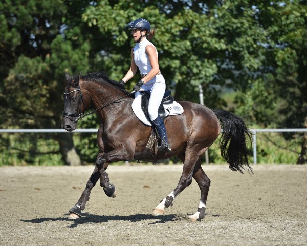 jumper Quatermain 4 (Oldenburg show jumper, 2006, from Quidam's Rubin)