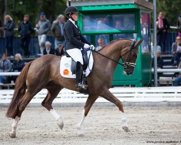 dressage horse Quintessential 4 (Hanoverian, 2014, from Quaterback)