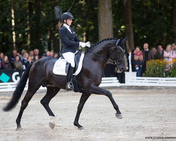 stallion Flying Nymphenburg OLD (Oldenburg, 2014, from Fürstenball)