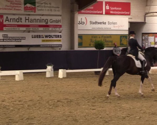Reitturnier Borken 2016