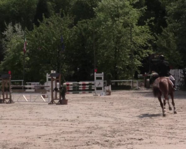 Reitturnier Bochum-Nord 2016