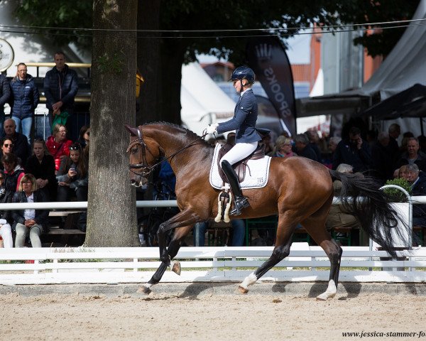 Caballo de Doma Sasine (Hannoveriano, 2014, de Sir Donnerhall I)