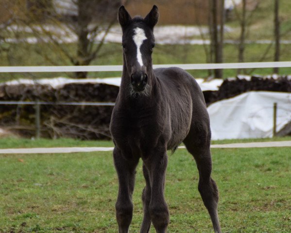 horse Glasgows Rangers Goofy (Oldenburg show jumper, 2020, from Glasgow van het Merelsnest)