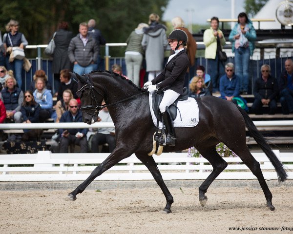Dressurpferd GALINA (Oldenburger, 2014, von Grey Flanell)