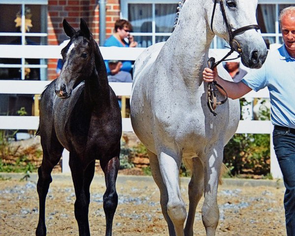broodmare Alea iacta est 4 (Holsteiner, 1997, from Acobat I)