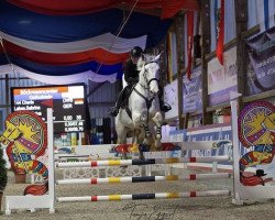 dressage horse Cherie 230 (Danish Warmblood, 2009, from Casino)