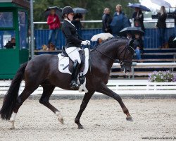 dressage horse Fine Flashlight (Oldenburg, 2014, from Follow Me OLD)
