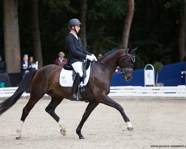 dressage horse Fine Art Von Bellin (Hanoverian, 2014, from Fidertanz)