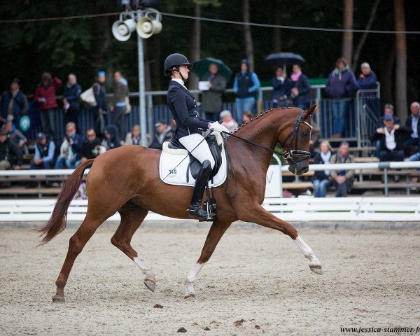 dressage horse Dschamilja (Hanoverian, 2014, from Dancier) dressage horse Dschamilja (Hanoverian, 2014, from Dancier)