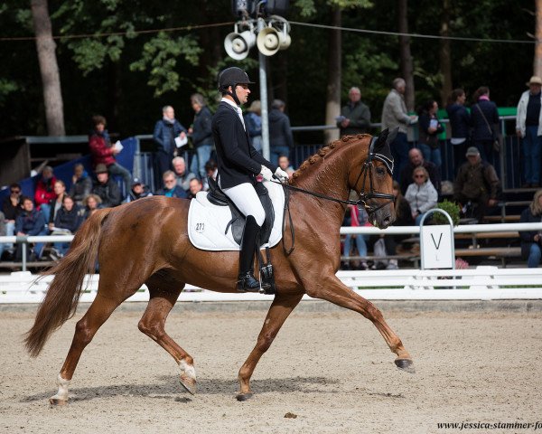 dressage horse Davanti (German Sport Horse, 2014, from Damon Hill)