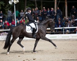 Deckhengst Damon Gold OLD (Oldenburger, 2014, von Damon Hill)